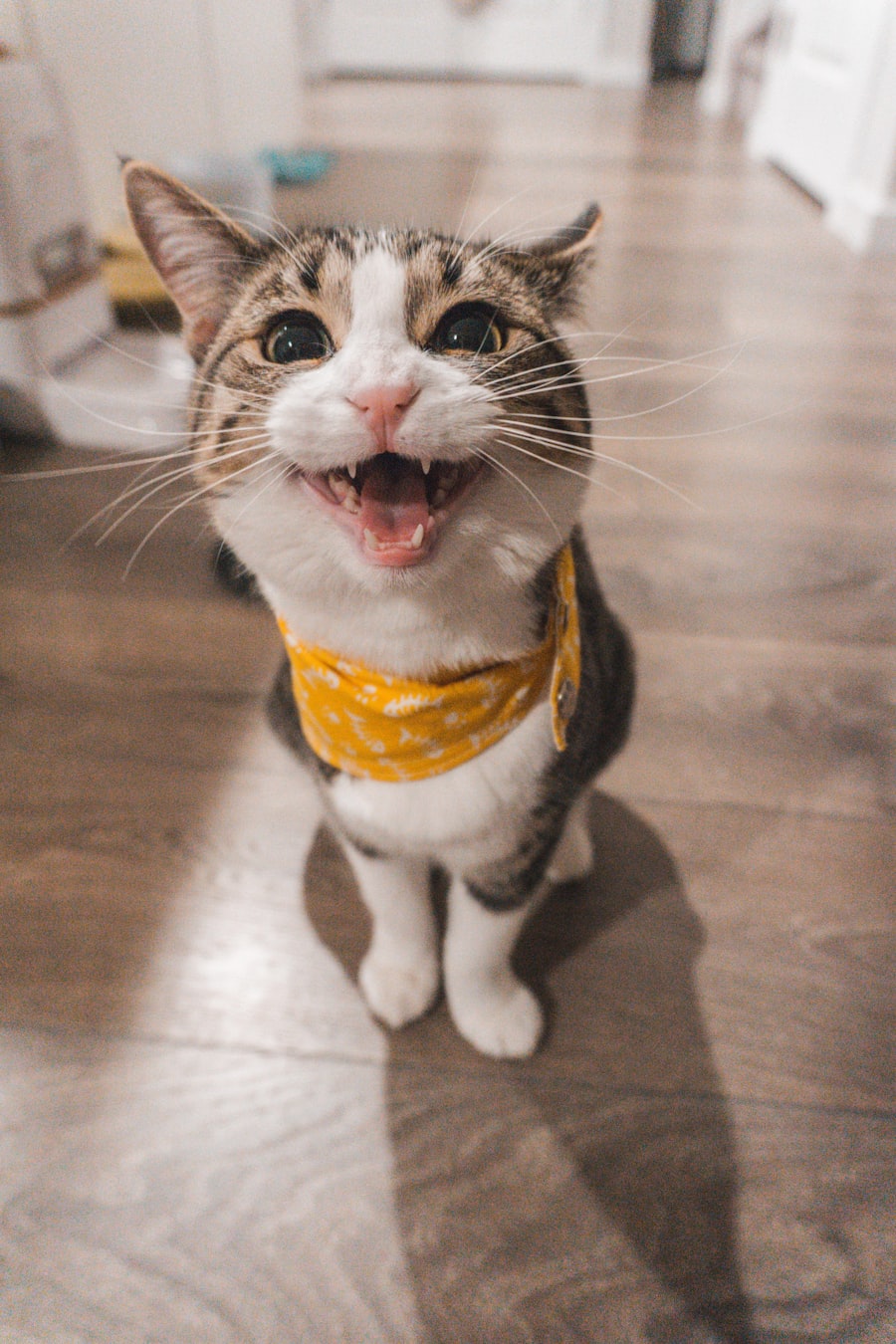 Кошка дома